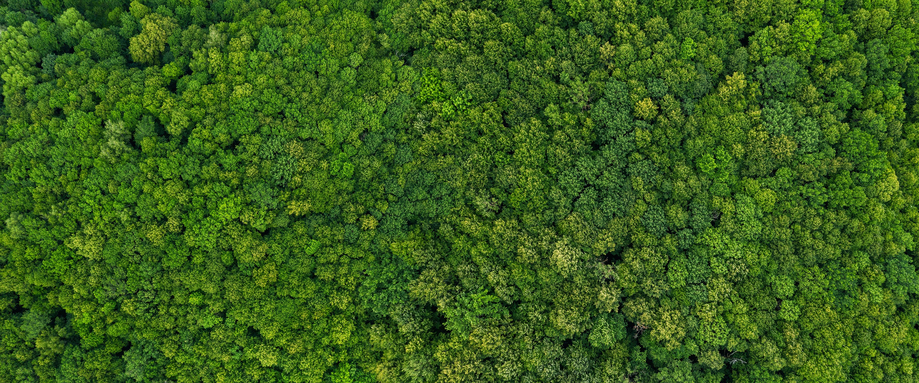 Get your Brazilian Rosewood now