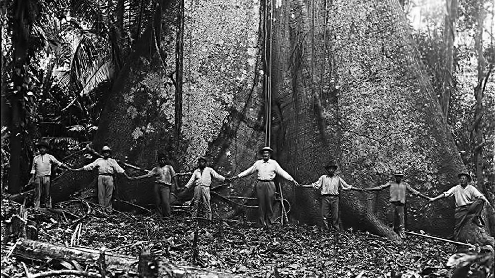 The Tree: The Most Notorious Tonewood in the World